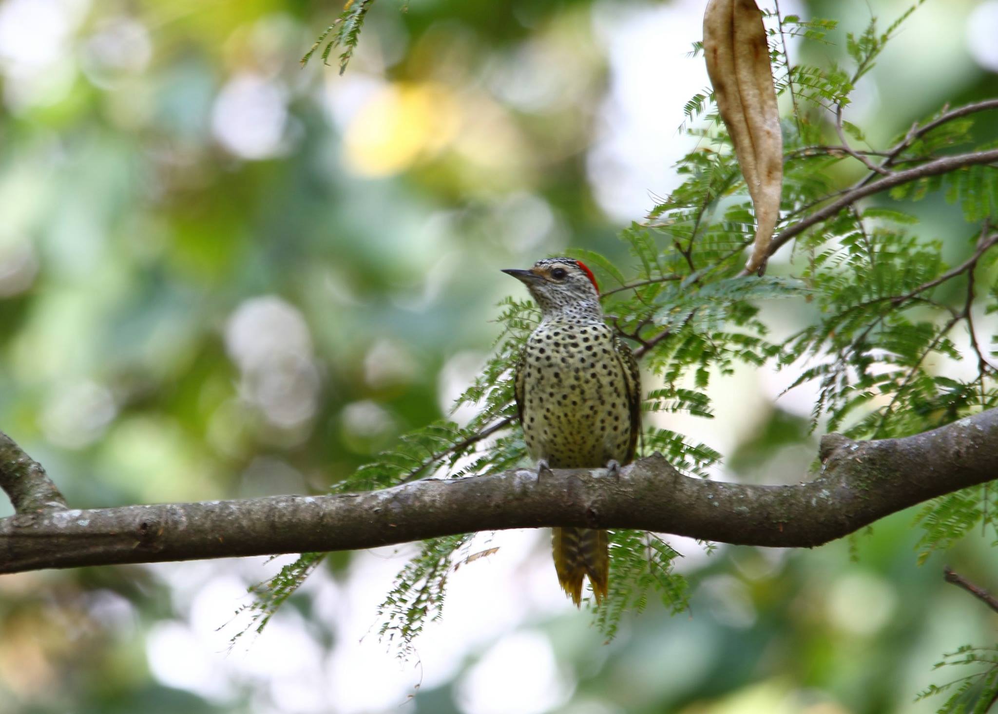 Honde Vallei Zimbabwe Vumba Mountains